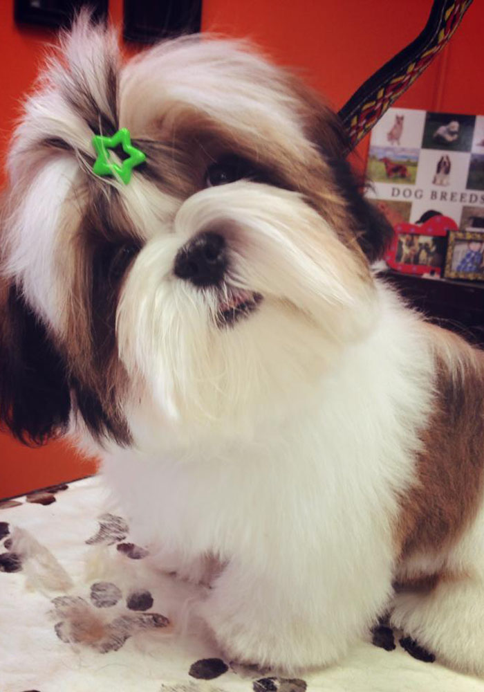 Dog grooming result — Tiny Tails