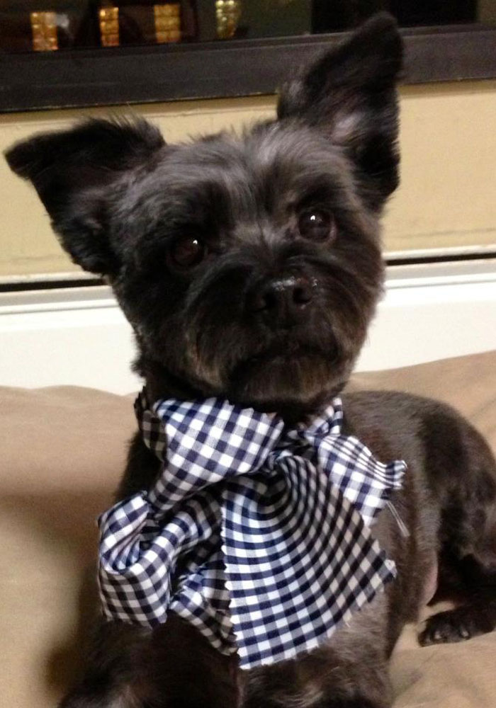 Dog grooming result — Tiny Tails