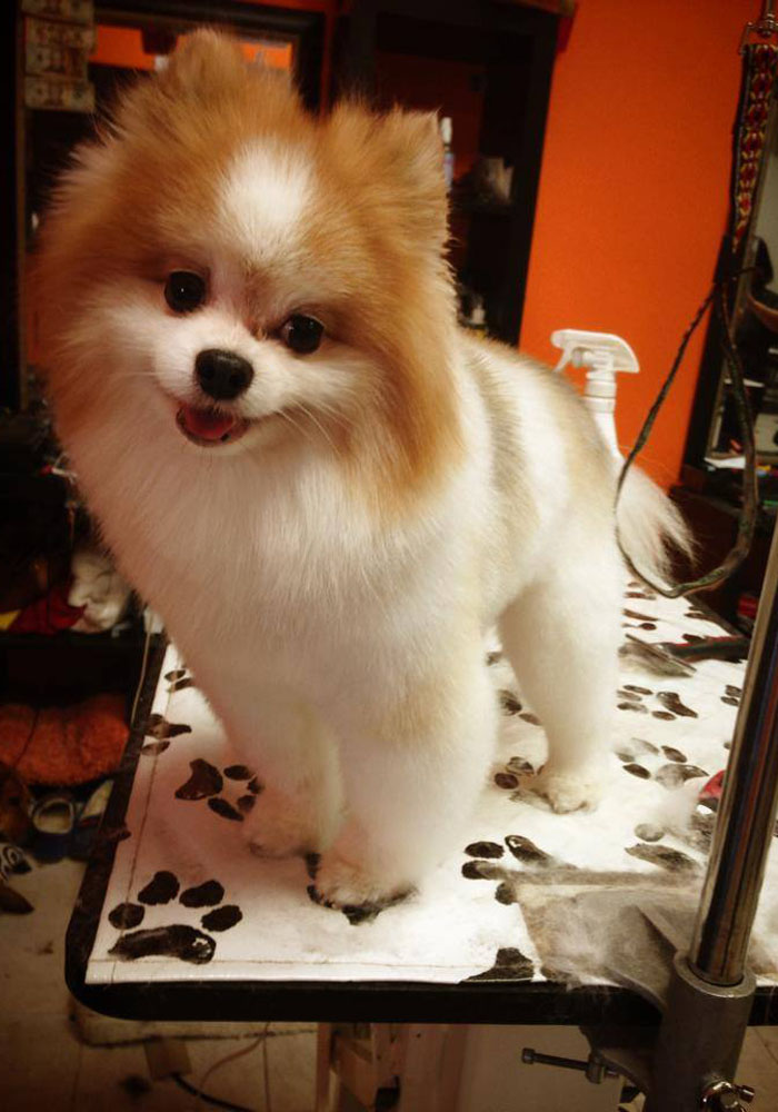 Dog grooming result — Tiny Tails