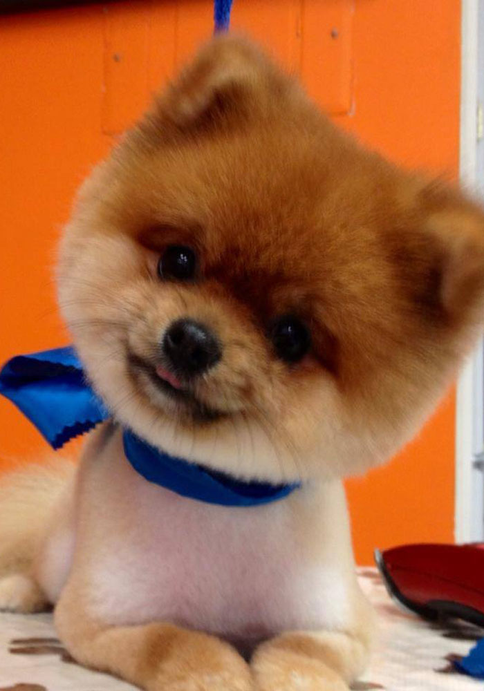 Dog grooming result — Tiny Tails