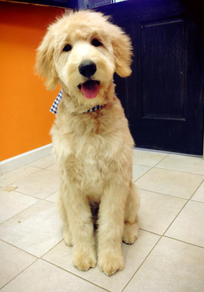 Dog grooming result — Tiny Tails