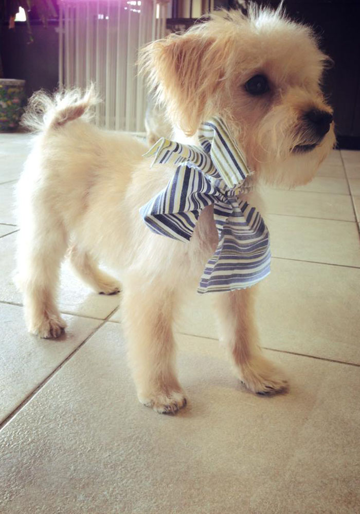 Dog grooming result — Tiny Tails